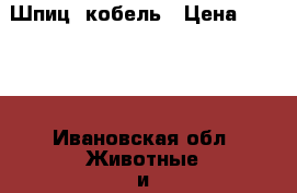 Шпиц  кобель › Цена ­ 5 000 - Ивановская обл. Животные и растения » Собаки   . Ивановская обл.